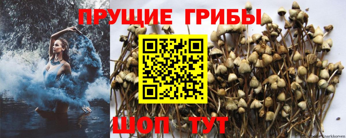 Псилоцибиновые грибы Cubensis  Псилоцибиновые грибы Cubensis  Нальчик  Вход с VPN 
