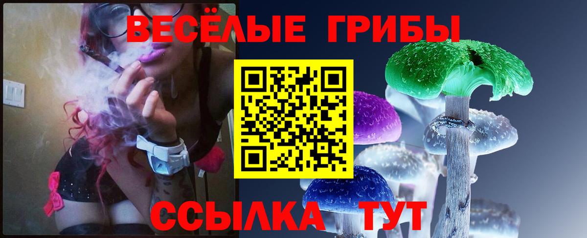Псилоцибиновые грибы Psilocybe Нальчик